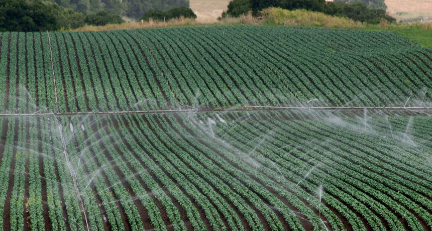 Recycled Water Development: Agricultural Irrigation - California ...